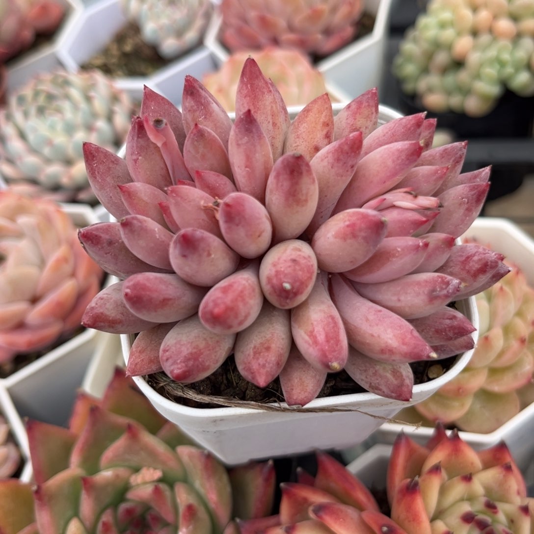 车里一多肉植物多肉