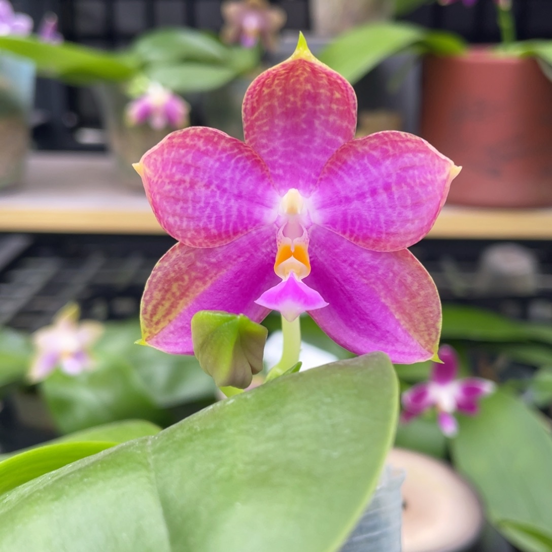 完全开放龙玛丽2.5