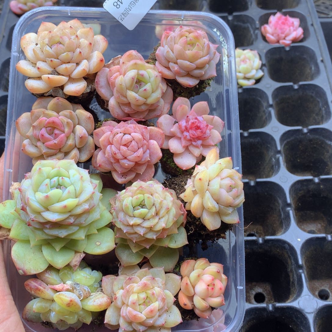 反反复复还是很开心048