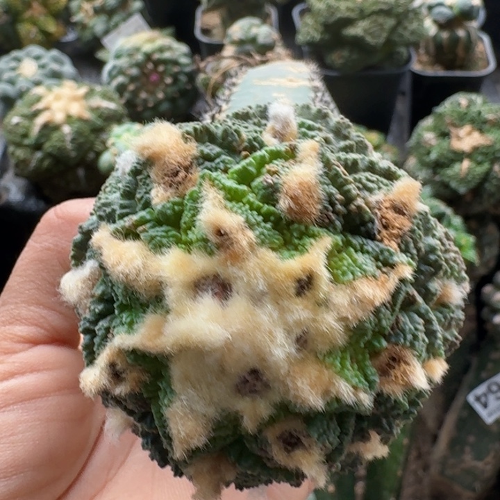 无花朵某*某942龟甲牡丹