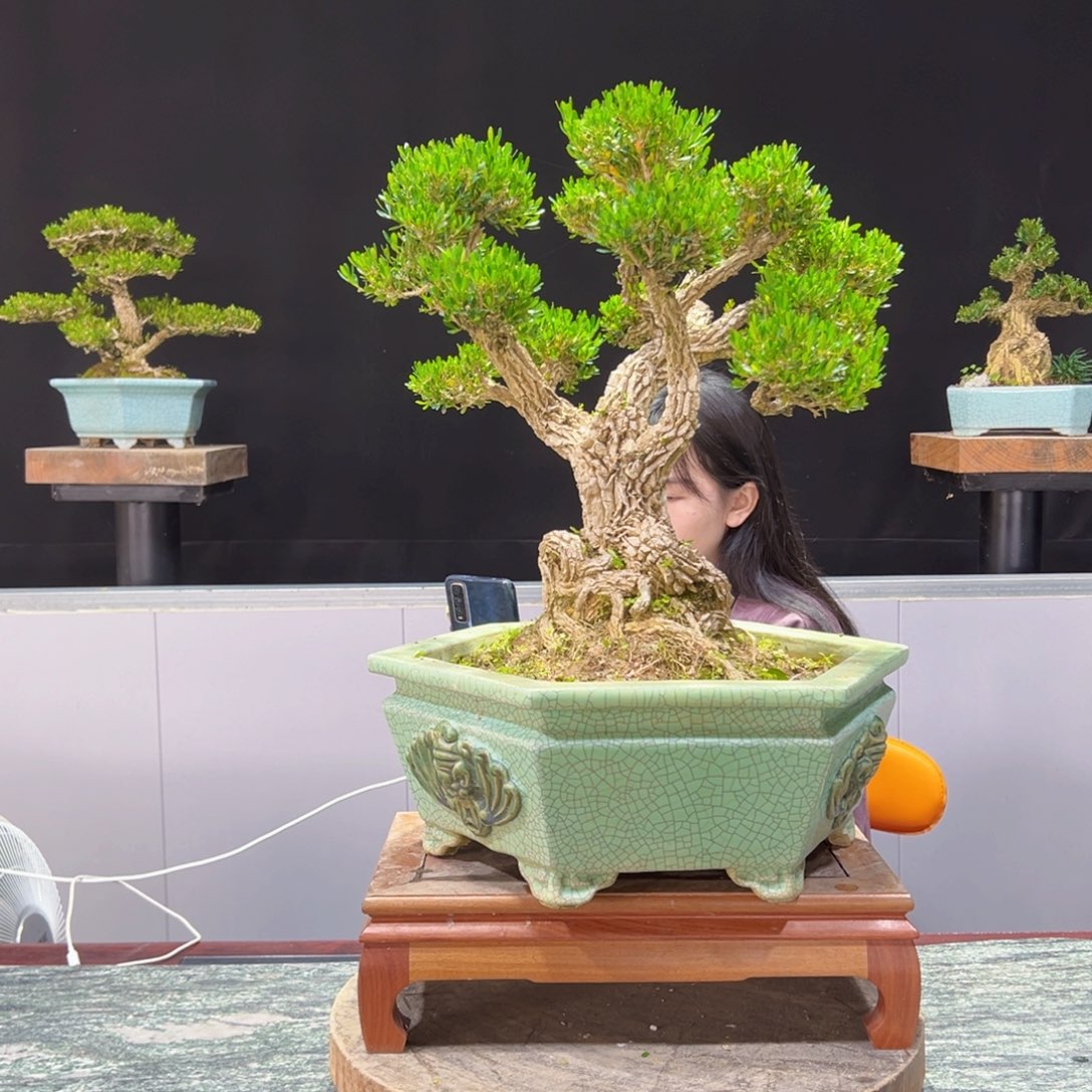 绿植黄杨盆景盆景