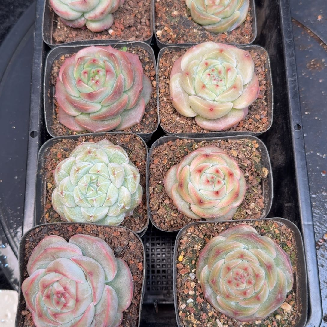 从前慢多肉精选编号1214.284