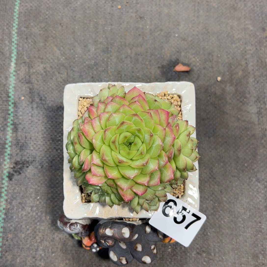 曹***胖657加白色4头朵朵加雪域