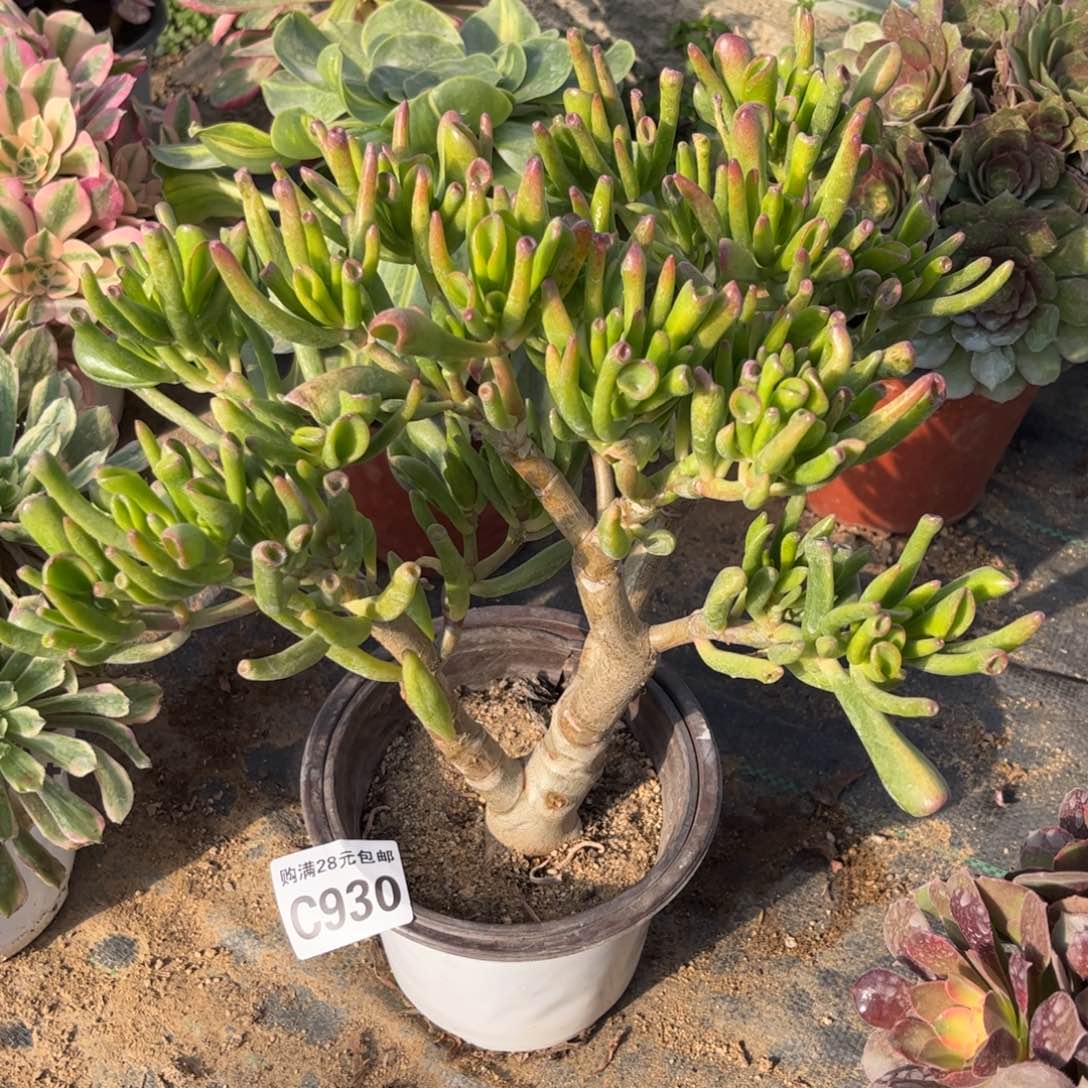 930多肉植物吸财树