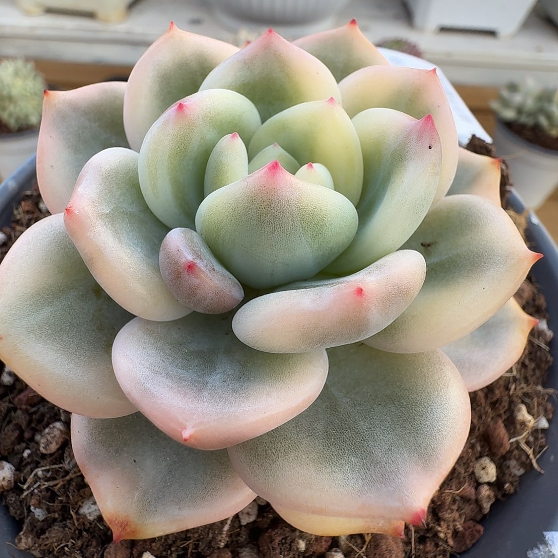 伊丽莎白锦111219-34