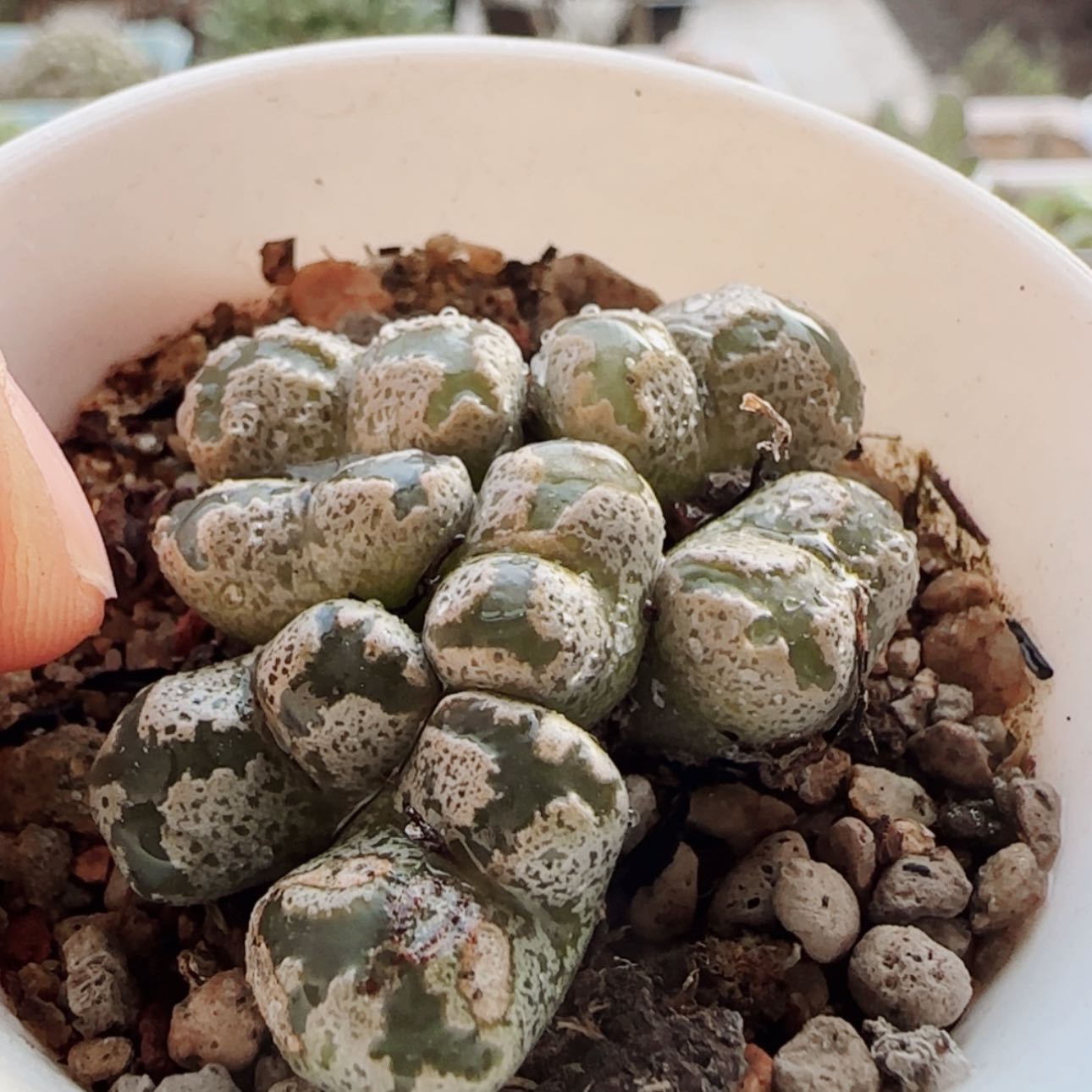 【闪购商品】21041