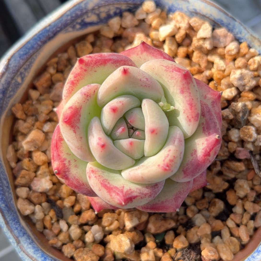 白拉糖（满38包邮）多肉