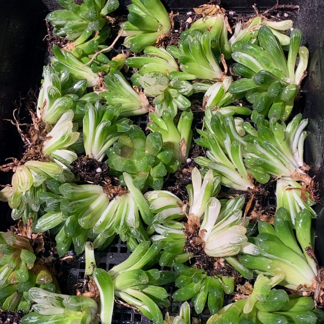 2026 一颗实生苏皇玉露锦 周末整点福利