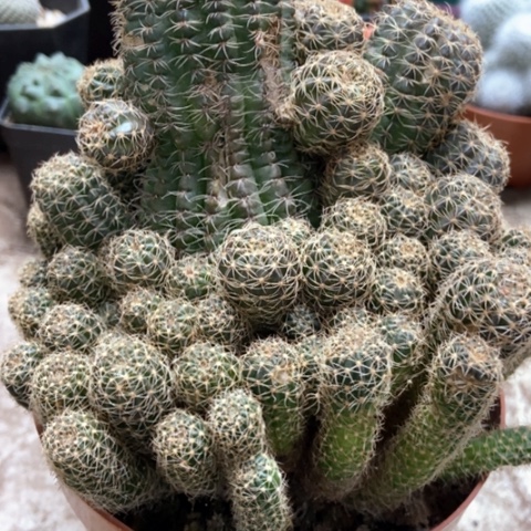 辉煌仙人球18米仙人球