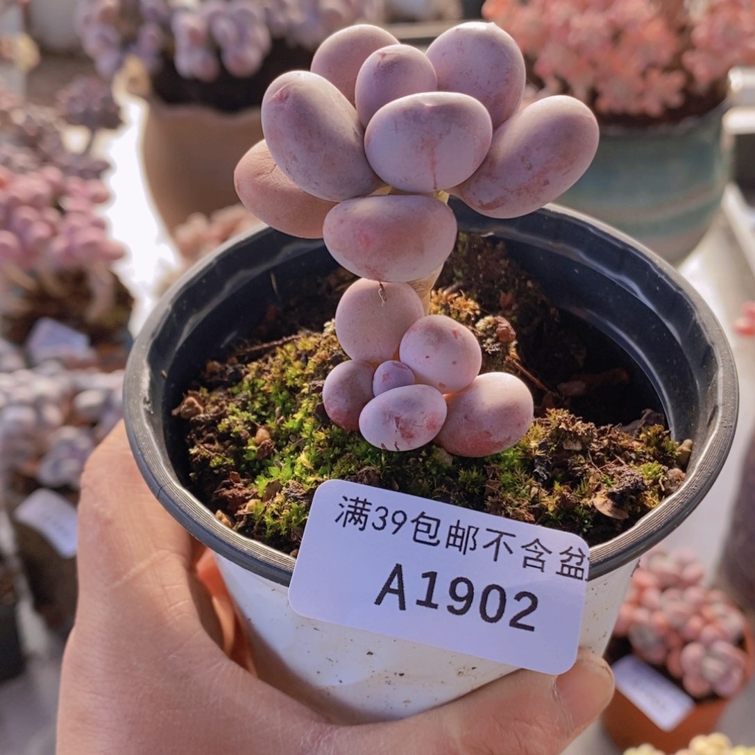 蛋黄奶1902多肉植物