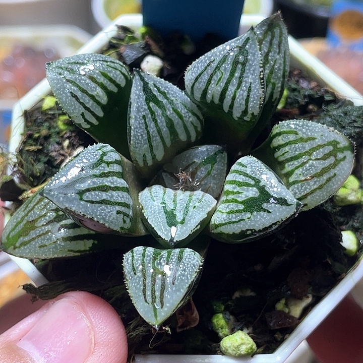 645快克特选福利一物