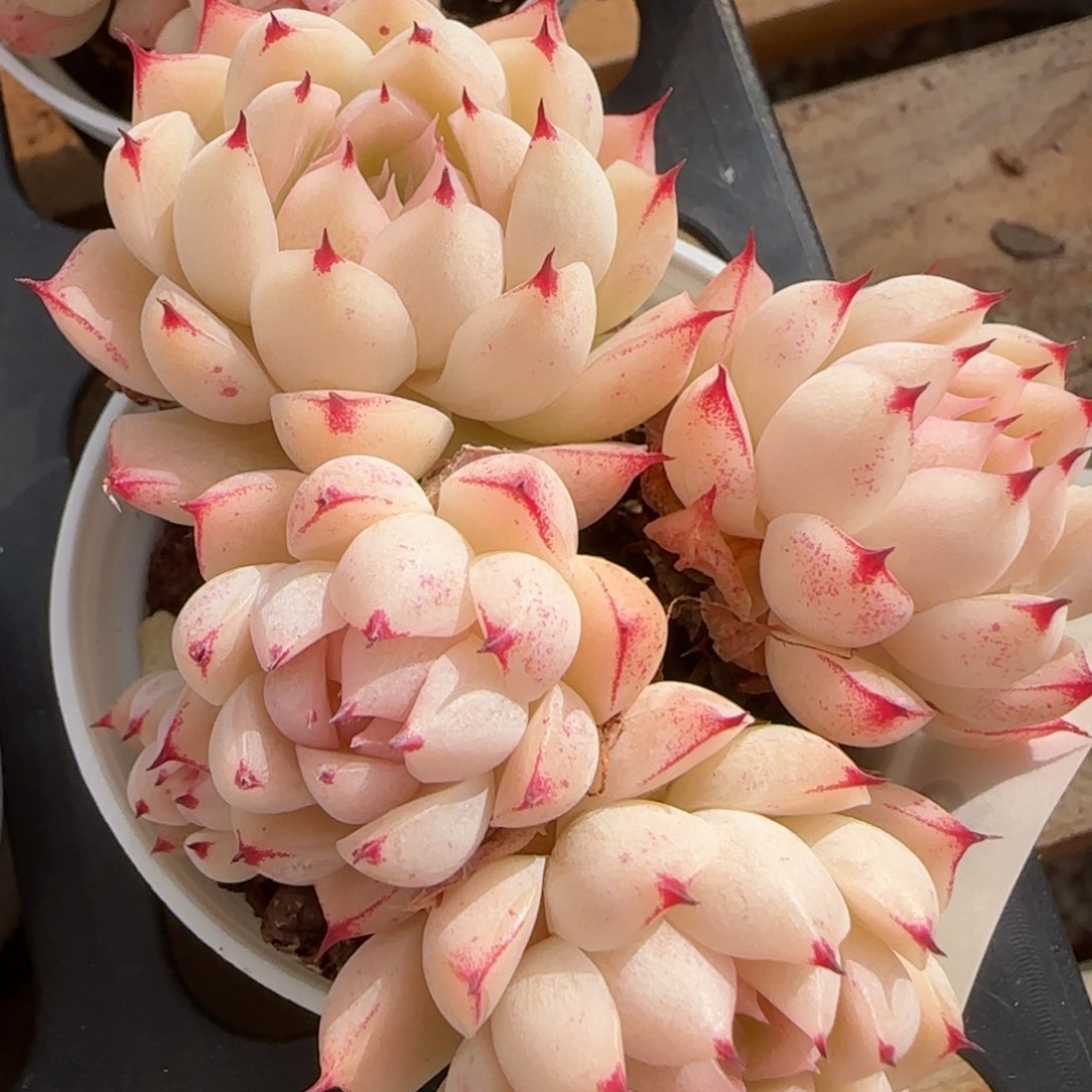 花语逸境0212-496散