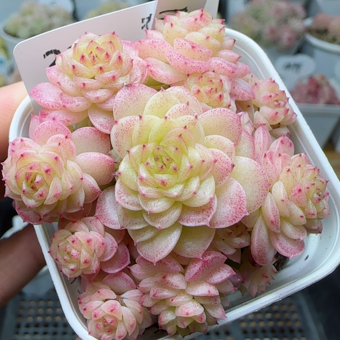 【闪购商品】0226-215（ppt-13）