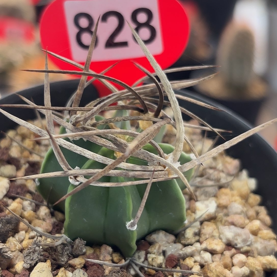 仙人球实生水牛角