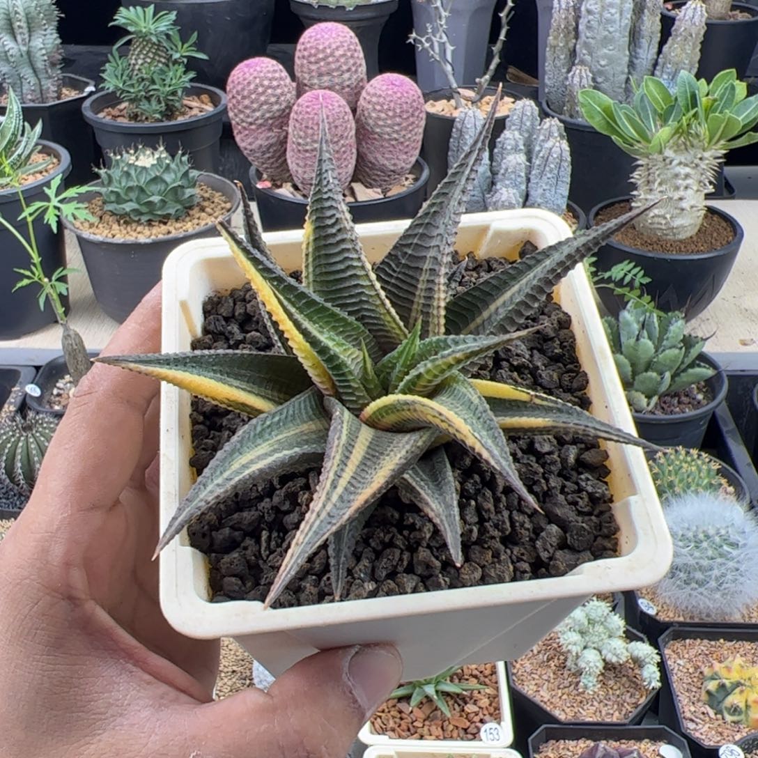 琉璃殿锦一物一拍脱土发