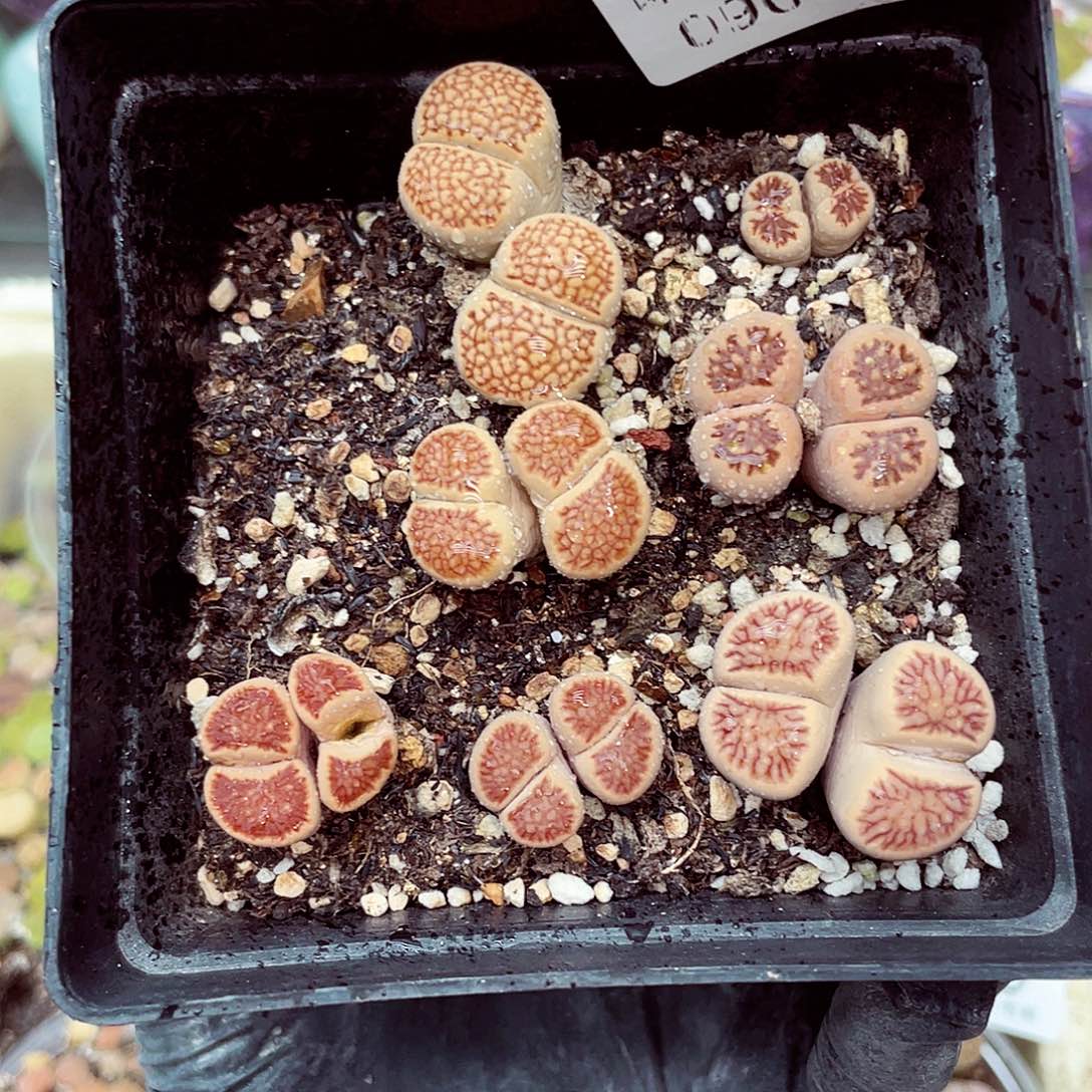 生石花18包邮0906-41