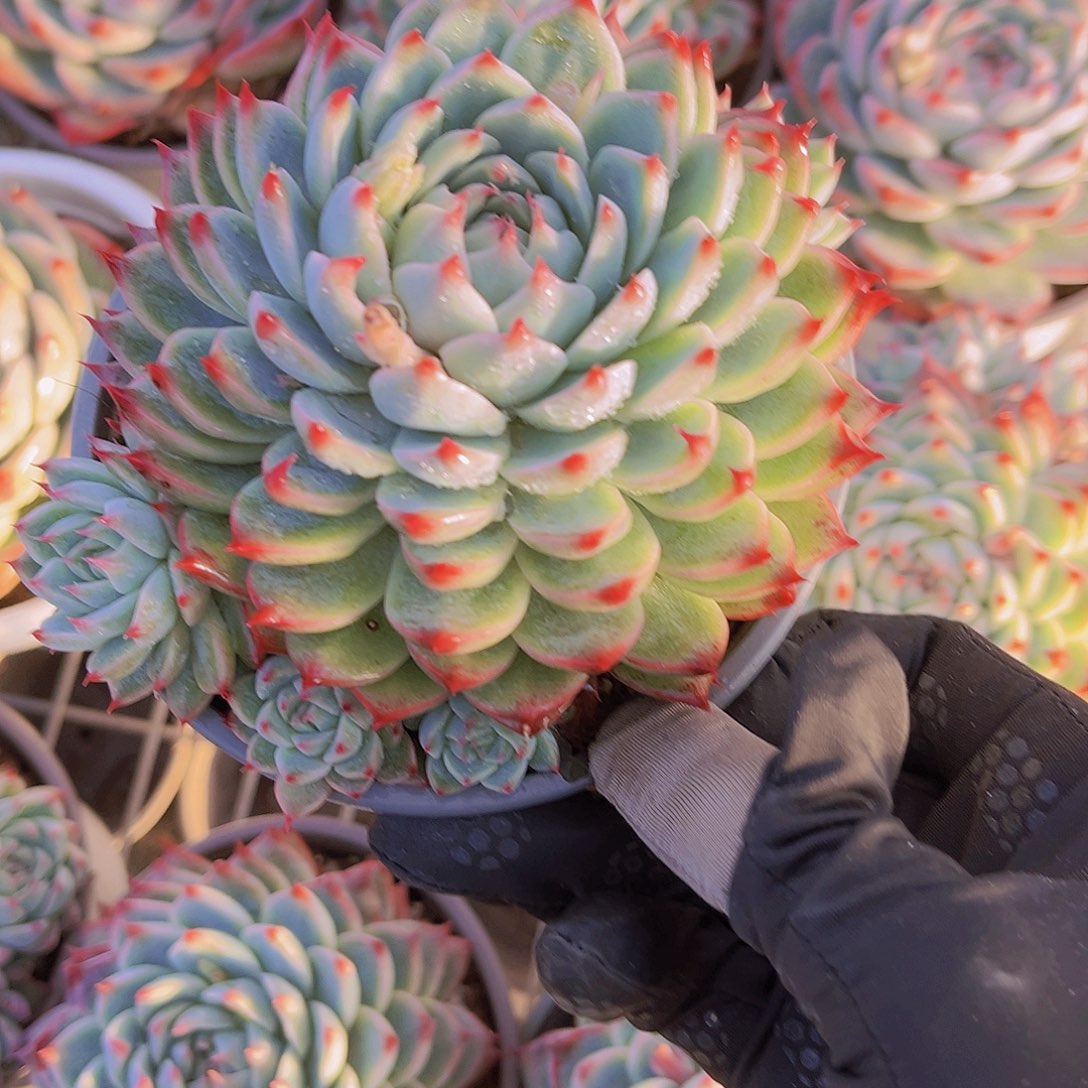 桃夭12.5公分9999999999