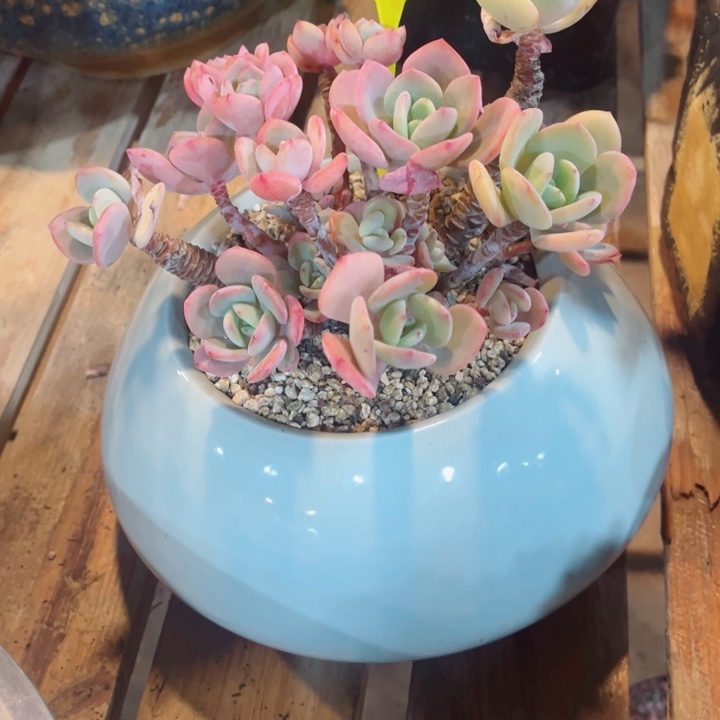 生***喜00000000000000068白月光寄