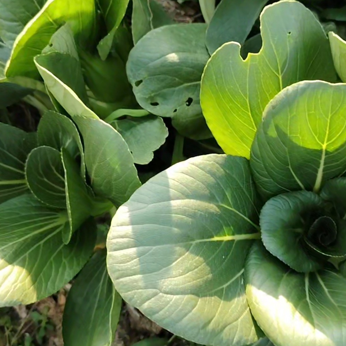 合肥大圩新鲜采摘农家苏州青蔬菜