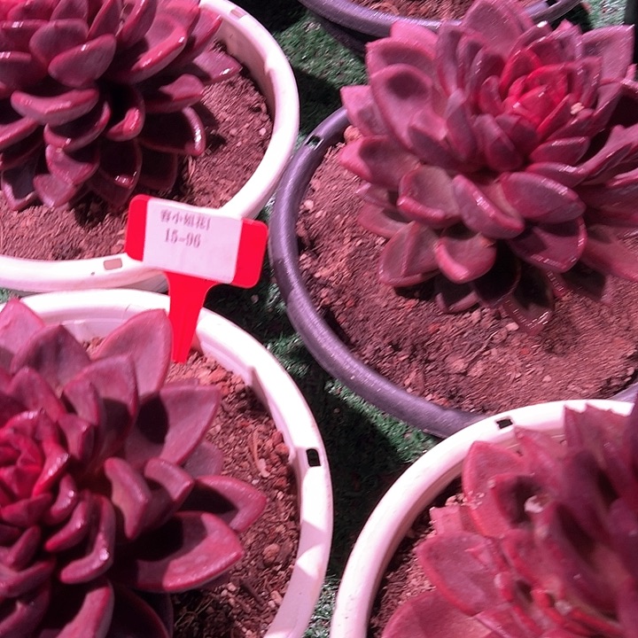 15.96太阳宝石一个脱土