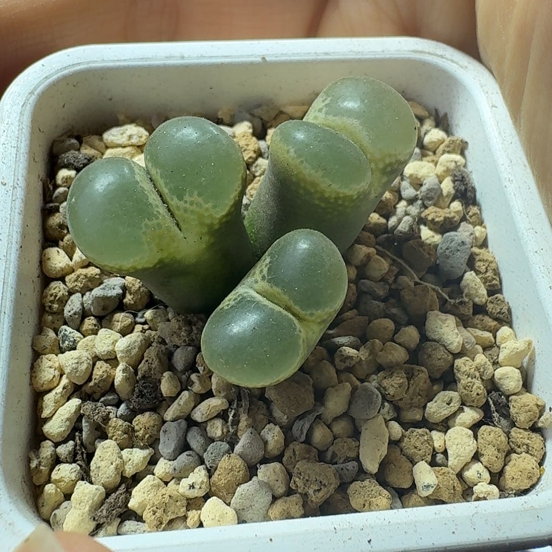 10号三头风铃一物一拍