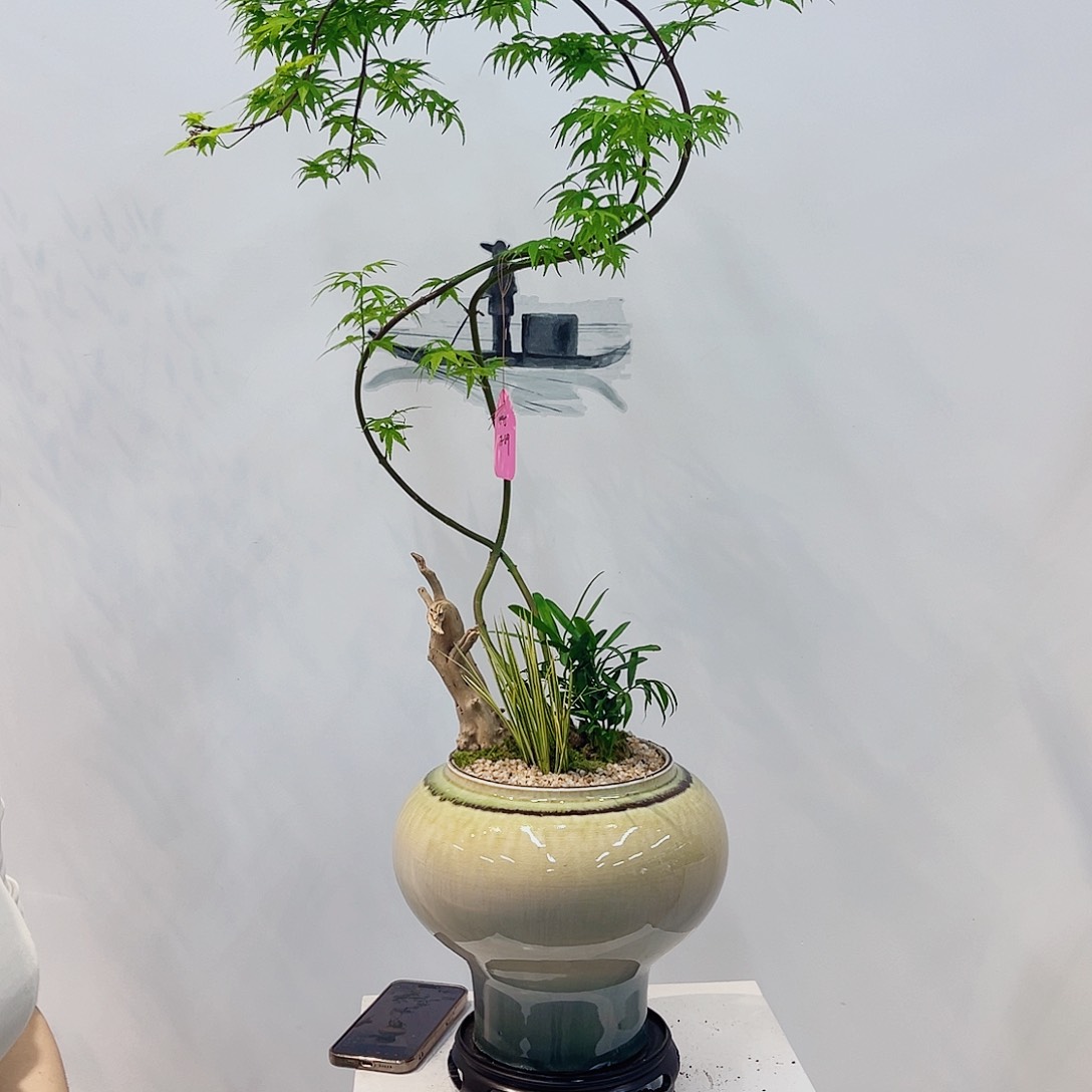 高端绿植一物一拍