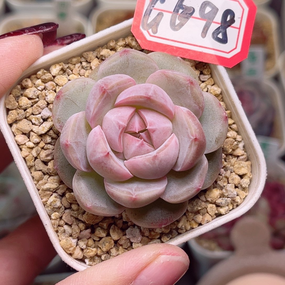 왕*일G698一物一拍 润雨