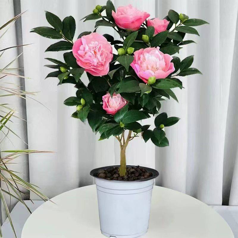 香妃烈香花苗开花有香味的粉色花卉庭院阳台花卉好养