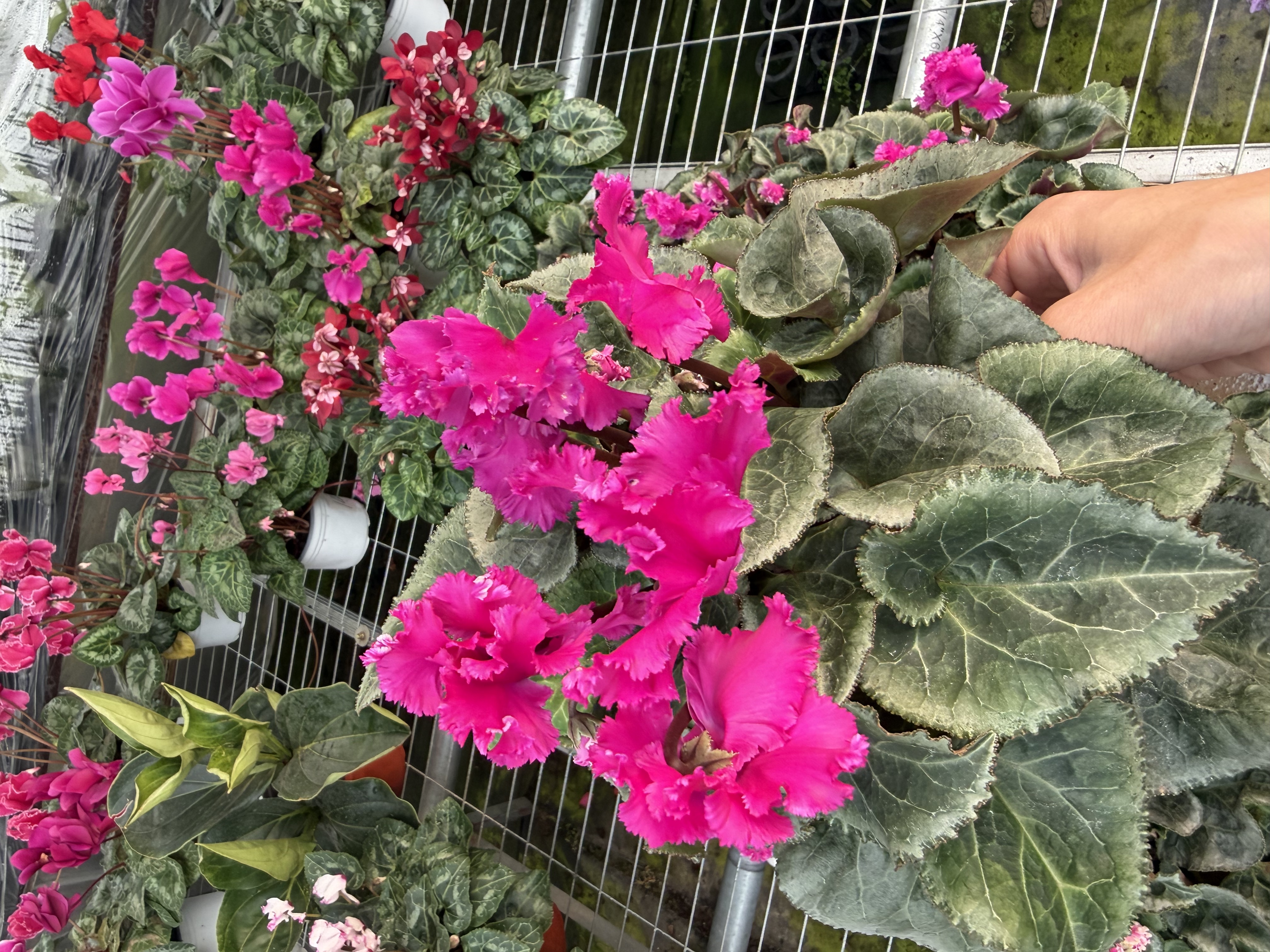 花购   仙客来  (妖精）   0.5加仑盆