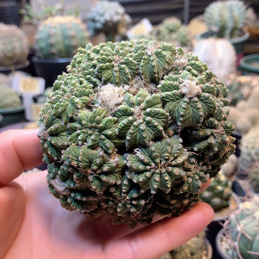 老花笼没根                 