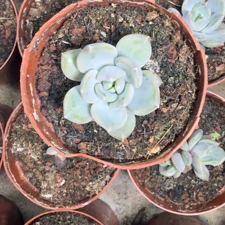 邀月 单头  一物一拍