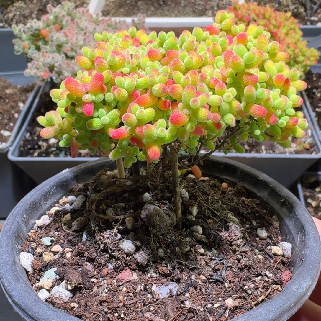 蜜橘糖球枝干番杏159