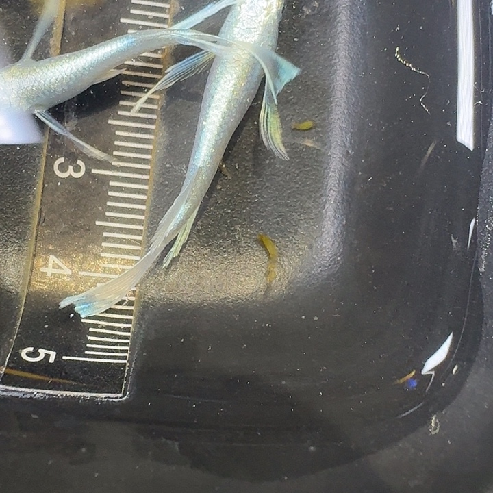 海水鱼71号拍品长鳍天使