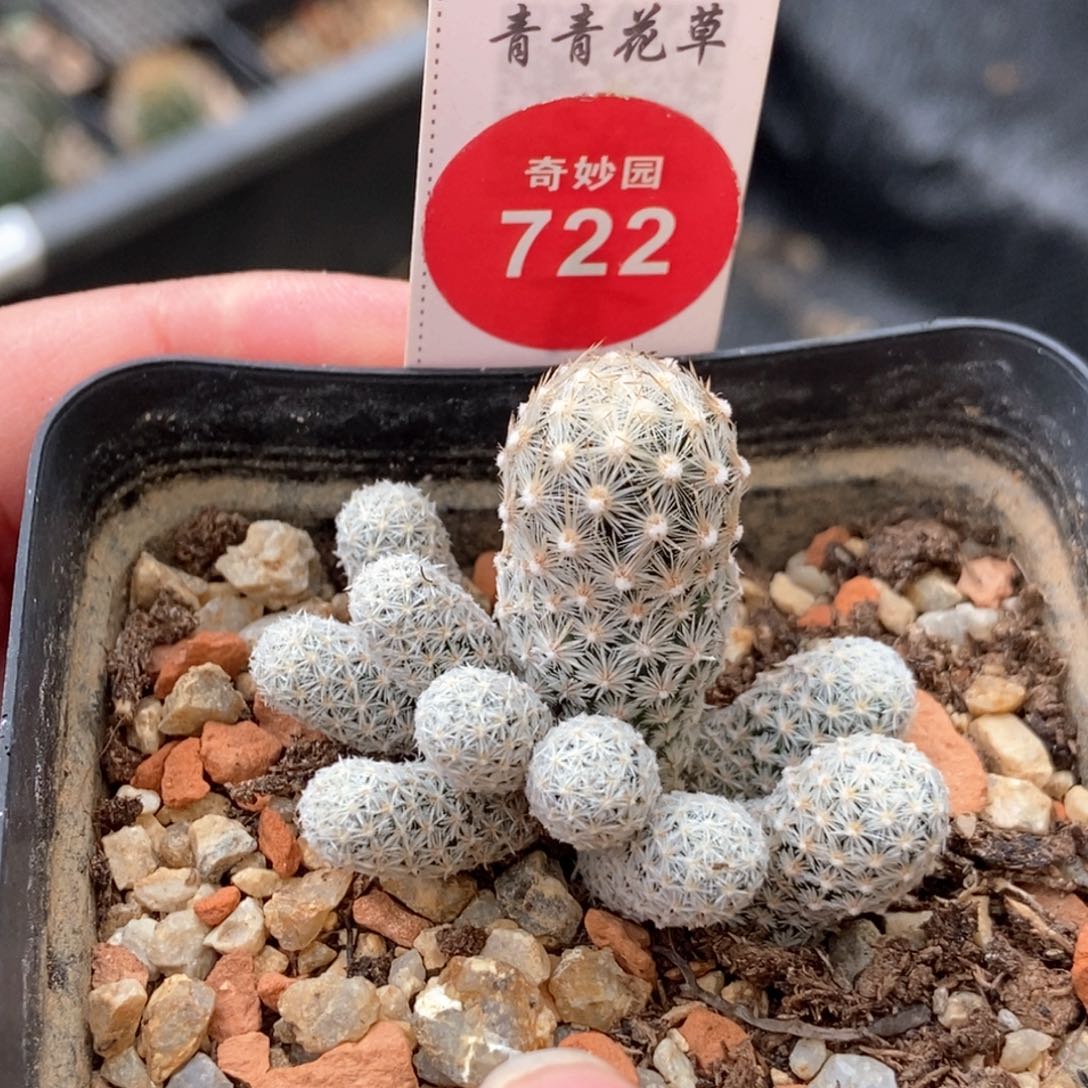 孤雁丸群一颗仙人球