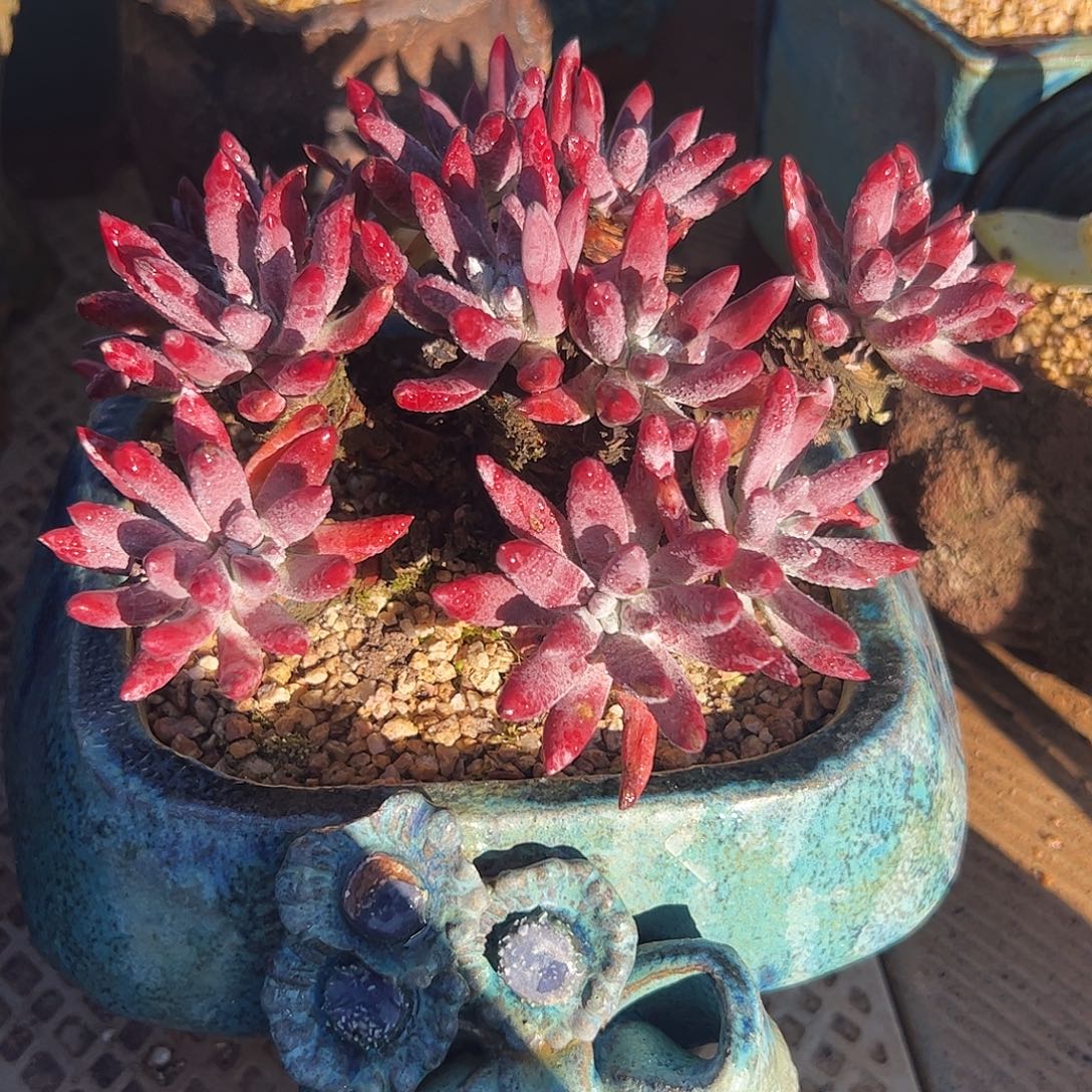 4239野生海瑟仙女杯