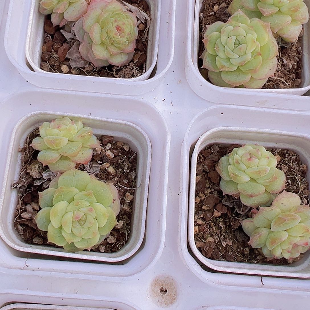 5.5盆双头状态七仙女