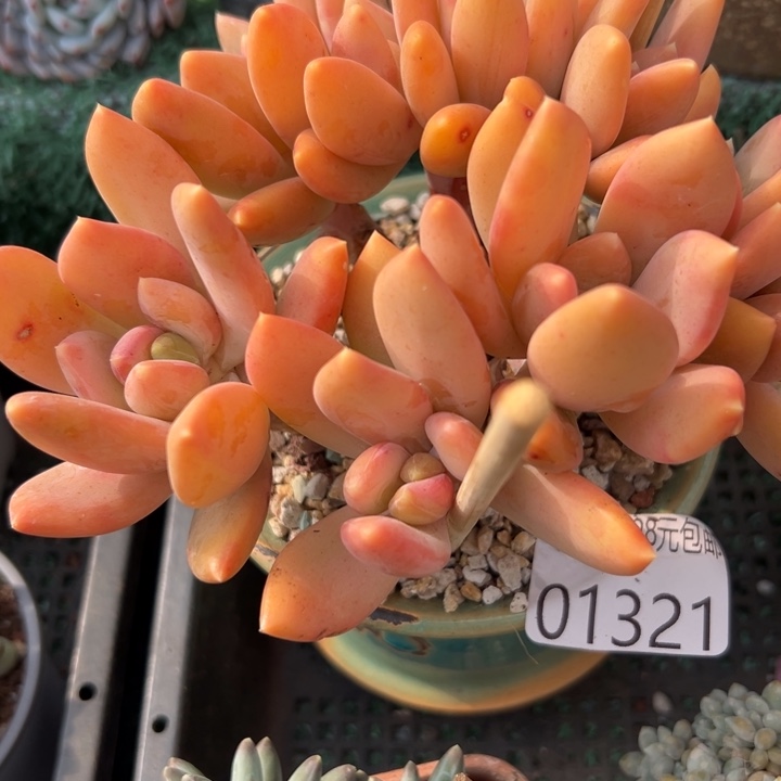 幸运儿是一位非常优秀且非常