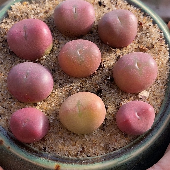 ?**璃4519一组粉桃割娘杂9颗