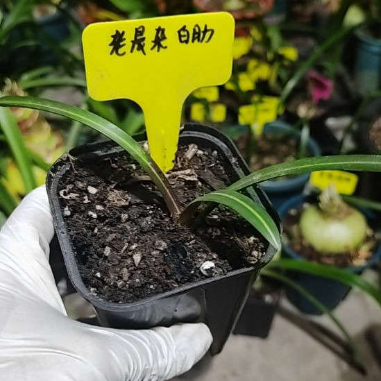 老晨杂交白肋单瓣