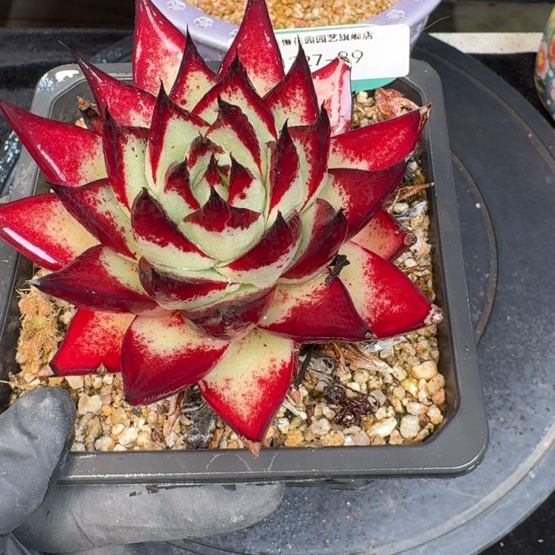 从前慢多肉精选编号1227.89