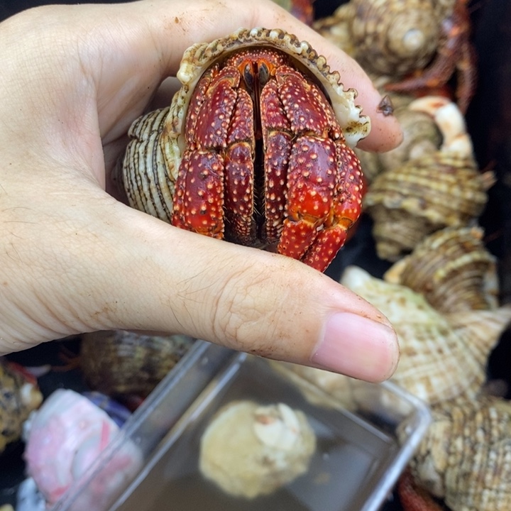 斐济草莓一只3.9口