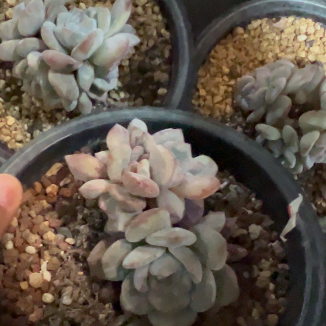 w*新年快乐 新年快乐