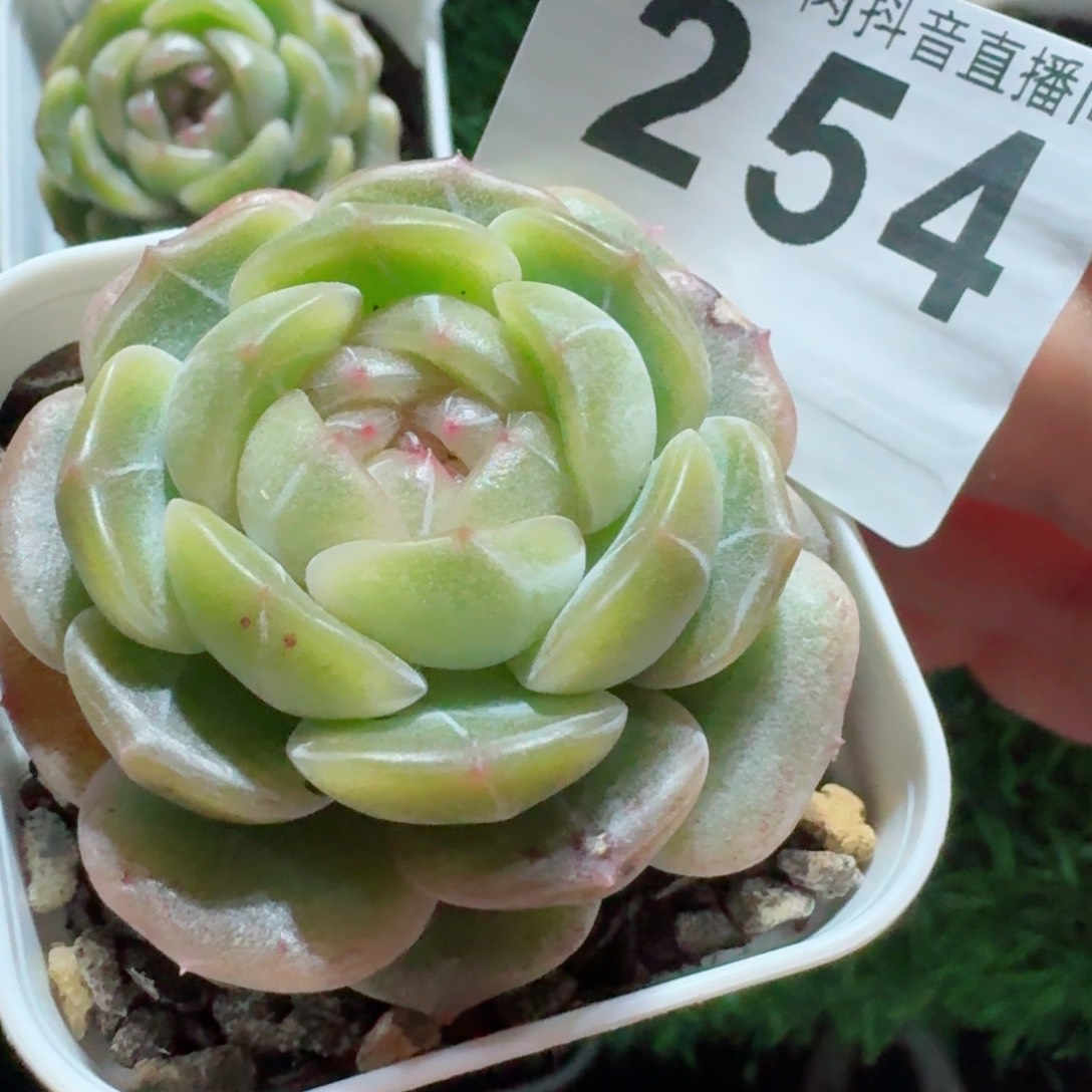 包子         精品多肉