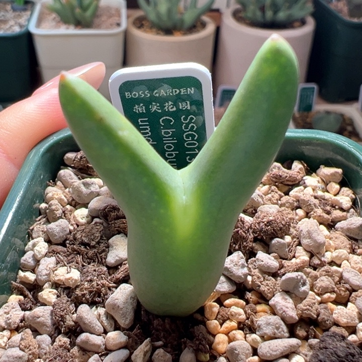 w503。优选ssg0136皮卡丘 5年母本拆头 细尖耳大小耳福利