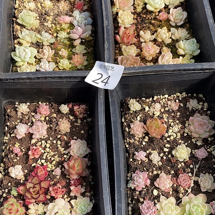 24 多肉植物盆栽花卉