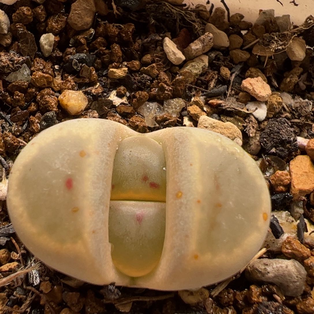 对点惜春多肉植物