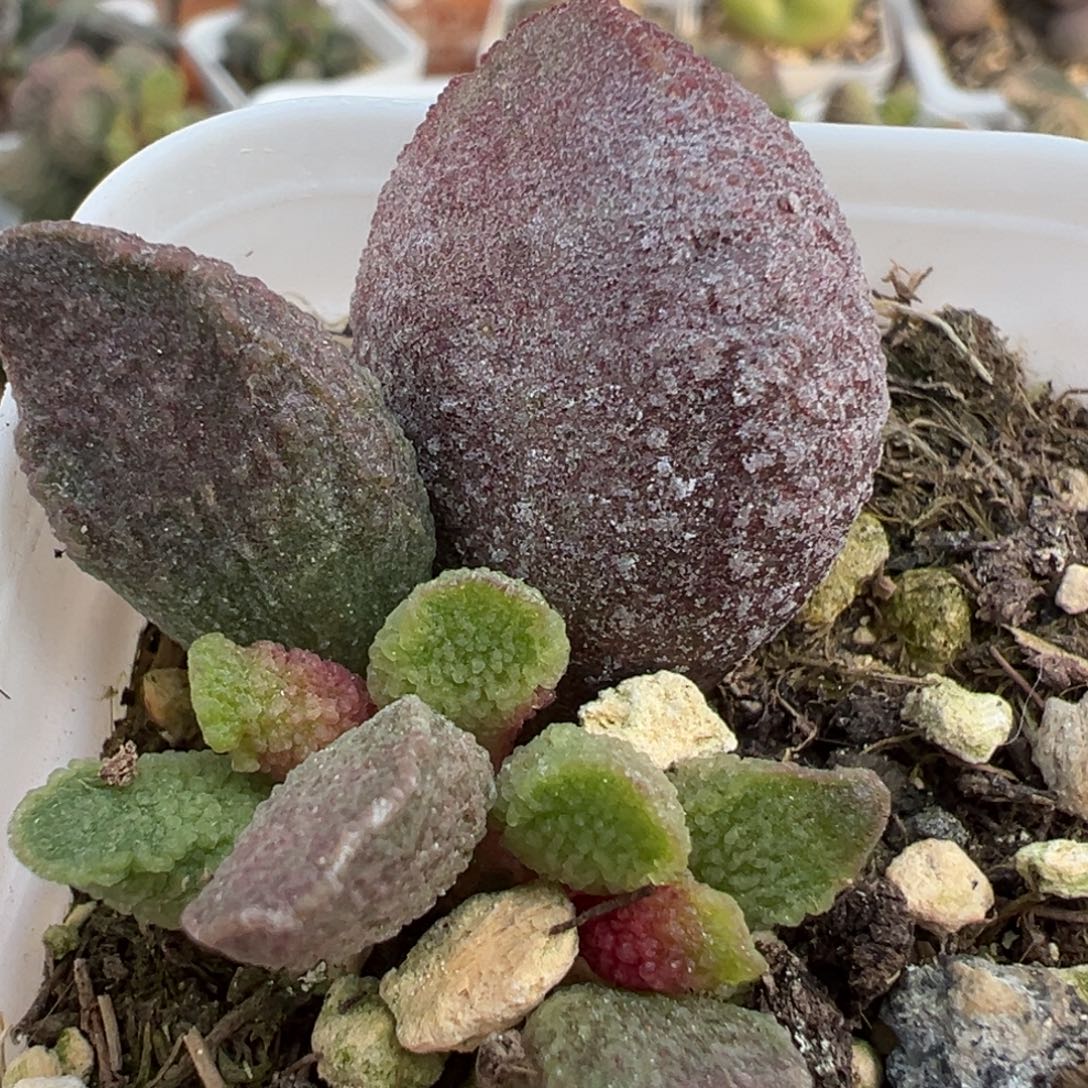 实生新品大苗多肉植物水泡