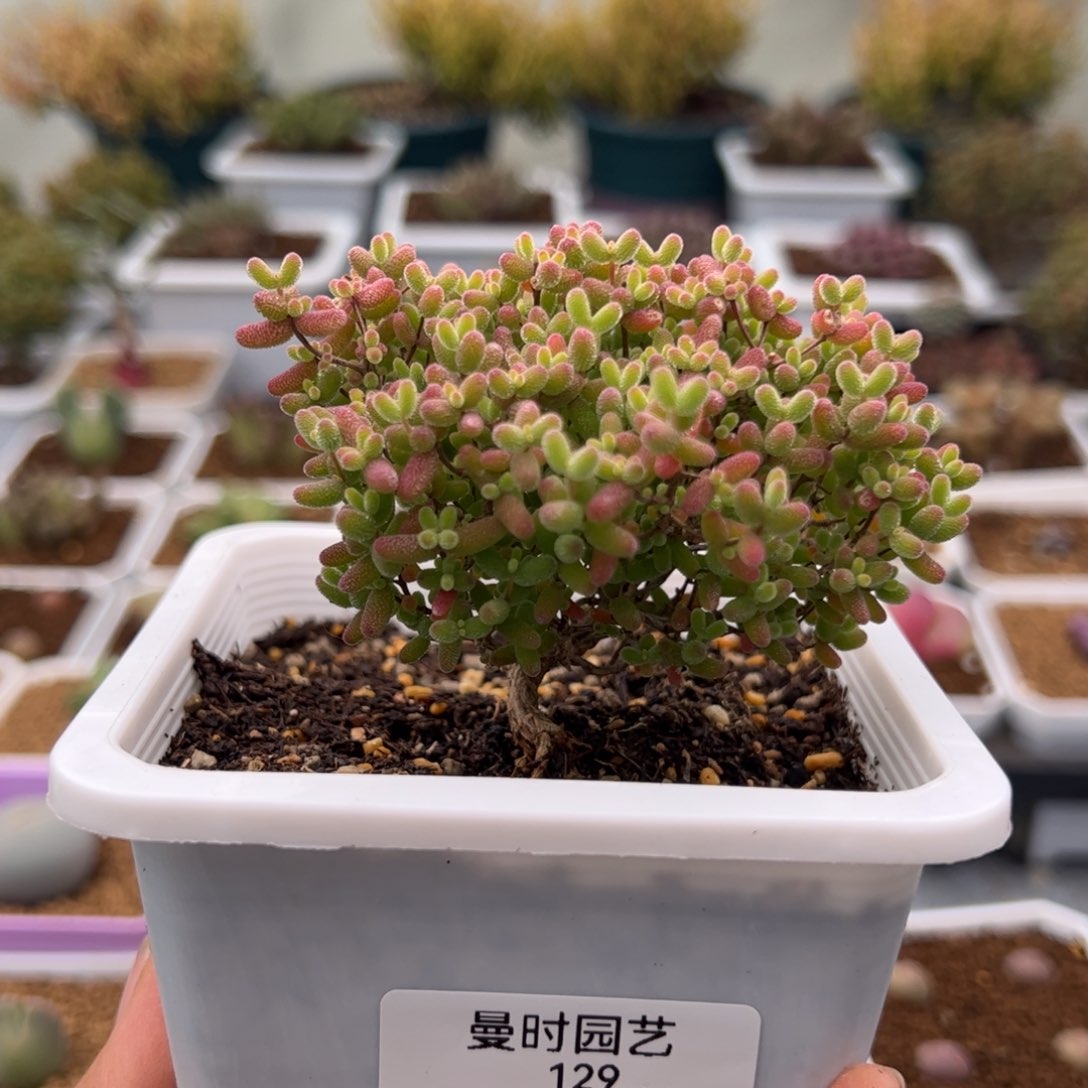 129号蜜橘糖球2.14多肉