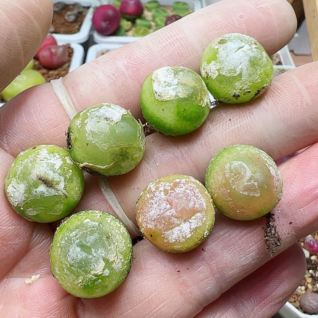 1.3-1.5厘米7颗一手开播福利