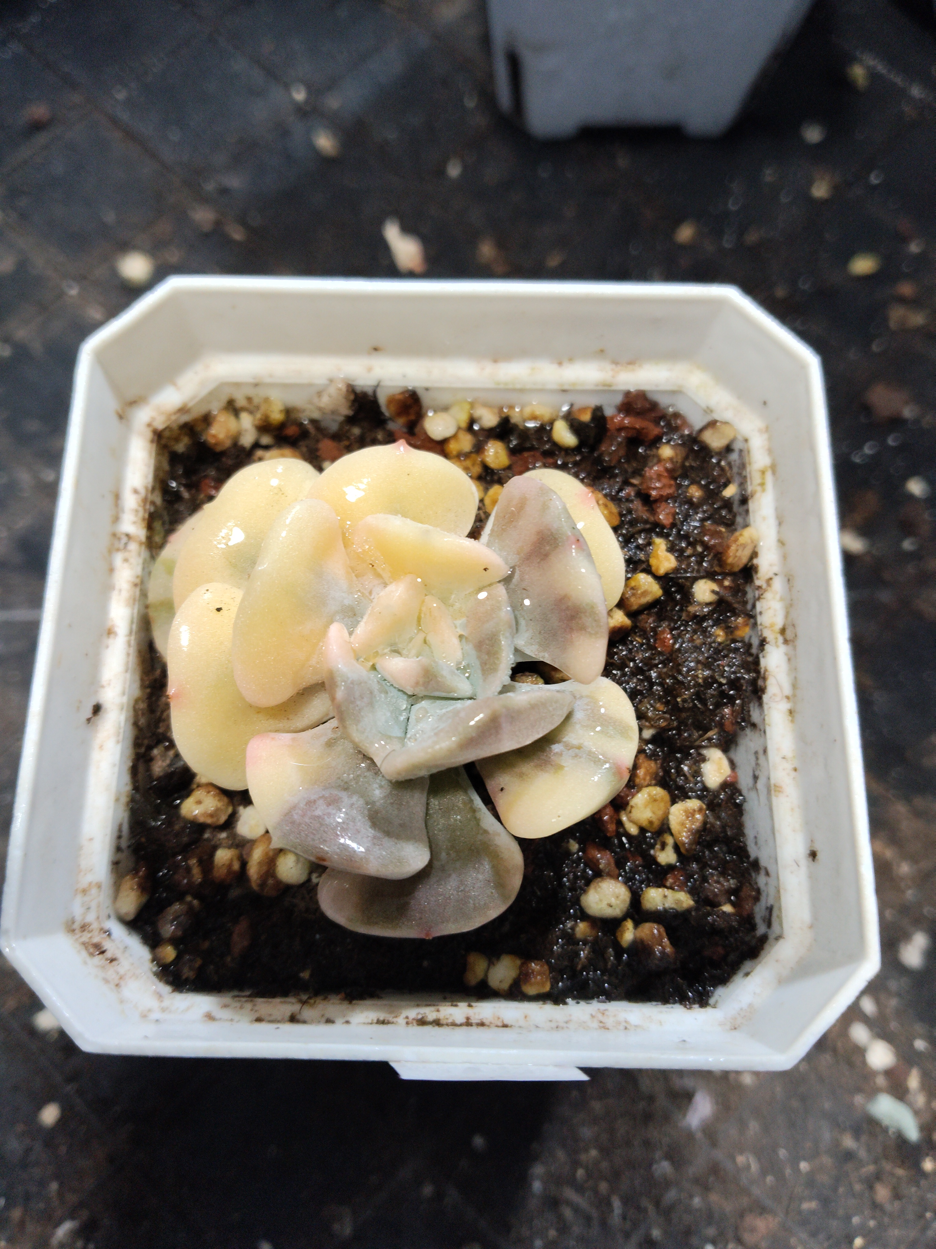 非偏远18包邮  一物一拍  7厘米盆 A76雪精灵花锦